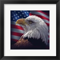 Framed American Bald Eagle