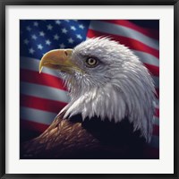 Framed American Bald Eagle