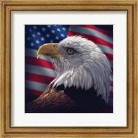 Framed American Bald Eagle