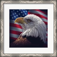 Framed American Bald Eagle