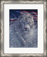 Framed White Tiger America
