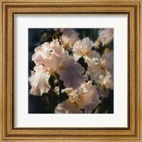 Framed Bearded Iris