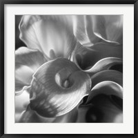 Framed Calla Lillie Bouquet