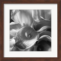 Framed Calla Lillie Bouquet