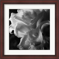 Framed Calla Lilies - Emerging Dawn B&W