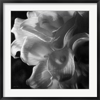 Framed Calla Lilies - Emerging Dawn B&W