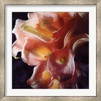 Framed Calla Lilies - Emerging Dawn