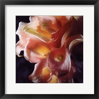 Framed Calla Lilies - Emerging Dawn
