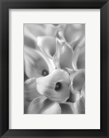 Framed Calla Lilies