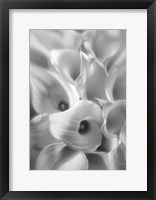 Framed Calla Lilies