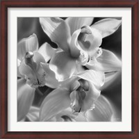 Framed Orchids - B&W
