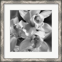 Framed Orchids - B&W