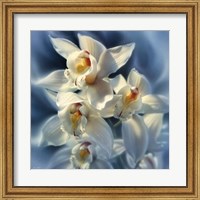Framed Orchids