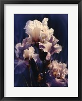 Framed Purple Iris