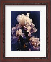 Framed Purple Iris