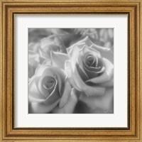 Framed Rose Pair B&W