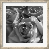 Framed Rose Pedals B&W