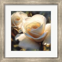 Framed White Rose - Colors of White - Square