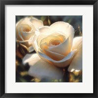 Framed White Rose - Colors of White - Square