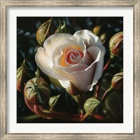 Framed White Rose - First Born