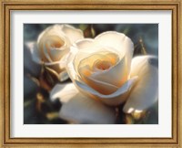 Framed White Roses - Colors of White