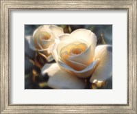 Framed White Roses - Colors of White