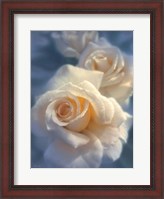 Framed White Roses - Unforgettable