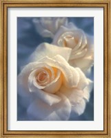 Framed White Roses - Unforgettable