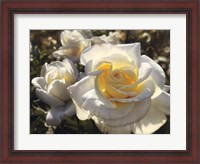 Framed White Roses