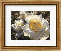 Framed White Roses