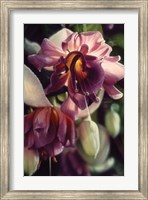 Framed Fuchsia