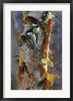 Framed Black-Capped Chickadees - Sunlit Birch