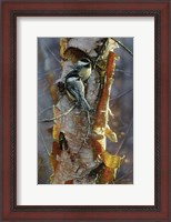 Framed Black-Capped Chickadees - Sunlit Birch