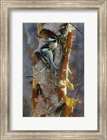 Framed Black-Capped Chickadees - Sunlit Birch