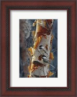 Framed Black-Capped Chickadees - Sunlit Birch II