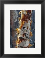 Framed Black-Capped Chickadees - Sunlit Birch II