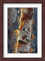 Framed Black-Capped Chickadees - Sunlit Birch II