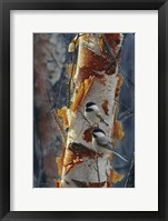 Framed Black-Capped Chickadees - Sunlit Birch II