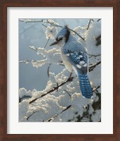 Framed Blue Jay - On the Fence