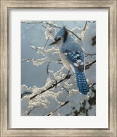 Framed Blue Jay - On the Fence
