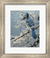 Framed Blue Jay - On the Fence