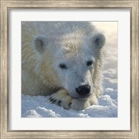 Framed Polar Bear Club