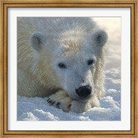 Framed Polar Bear Club