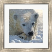 Framed Polar Bear Club