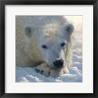 Framed Polar Bear Club