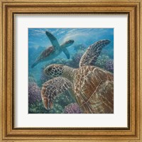 Framed Sea Turtles - Turtle Bay - Square