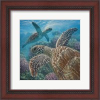 Framed Sea Turtles - Turtle Bay - Square