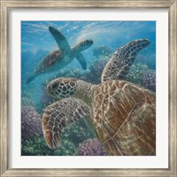 Framed Sea Turtles - Turtle Bay - Square