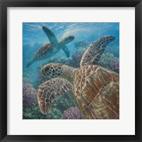 Framed Sea Turtles - Turtle Bay - Square