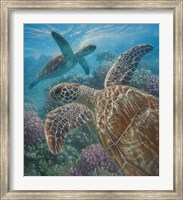 Framed Sea Turtles - Turtle Bay